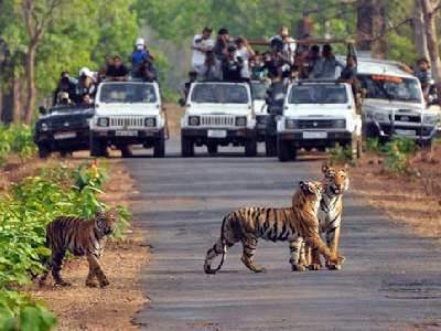 Jim Corbett Safari Tour Package